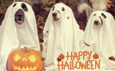 The Barnestead Banner issue 51 October2025