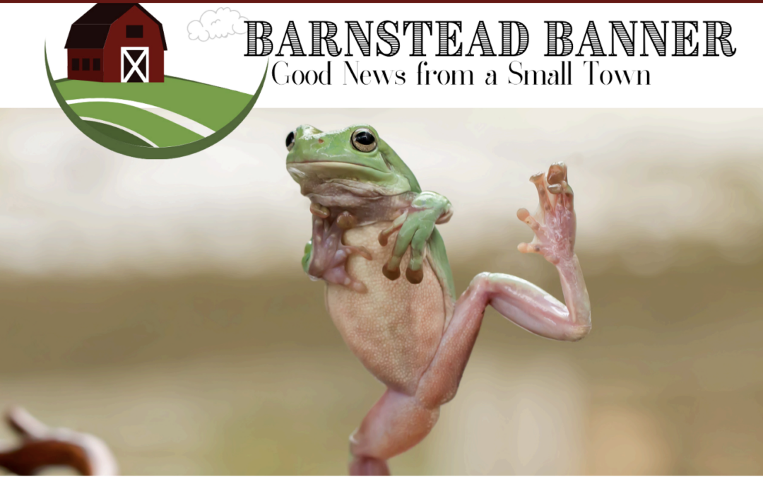 The Barnestead Banner issue 61 July 2026